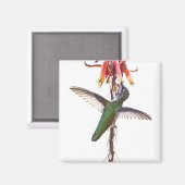 Aimant Ailes de colibri (Recto/Verso)