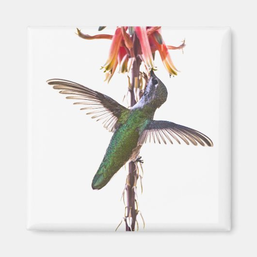 Aimant Ailes de colibri (Devant)