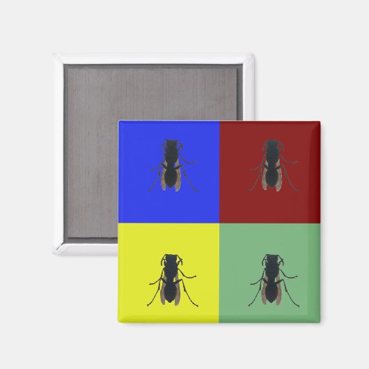 Aimant Ailes primaires (Recto/Verso)