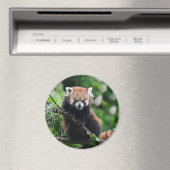 Aimant Ailurus fulgens (In Situ (Lave-vaisselle))
