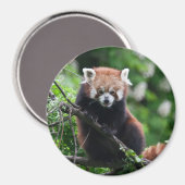 Aimant Ailurus fulgens (Recto/Verso)