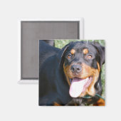 Aimant Aimable Carré Rottweiler (Recto/Verso)