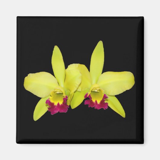 Aimant Aimant, carré, 2 cattleyas jaune-vert (Devant)