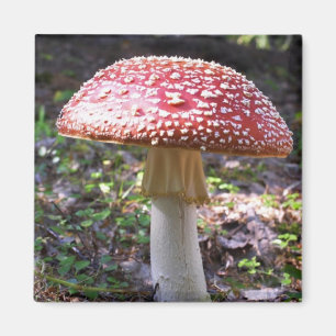 Aimant Aimant-Champignon