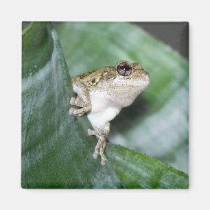 Aimant 'Aimant de grenouille frigo