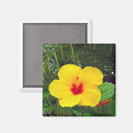 Aimant Aimant, Hibiscus jaune hawaïen (Recto/Verso)