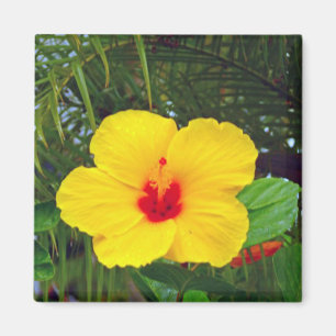 Aimant Aimant, Hibiscus jaune hawaïen