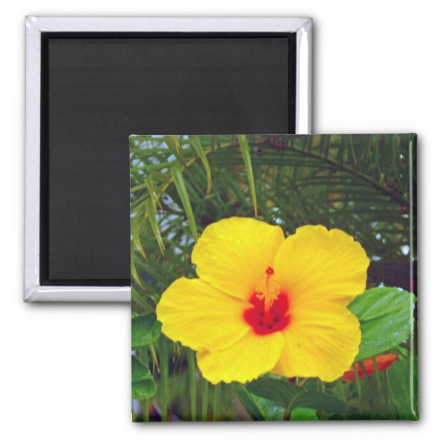 Aimant Aimant, Hibiscus jaune hawaïen (Devant)