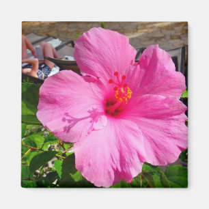 Aimant Aimant, ketmie rose en plastique carrée