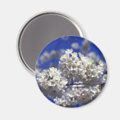 Aimant aimante frigo en fleurs de cerisier (Recto/Verso)