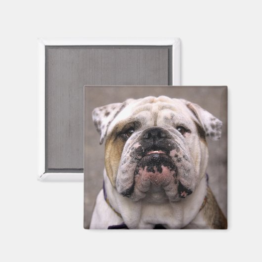 Aimant Aimer Anglais Bulldog Chien Chien Chien Chien Chie (Recto/Verso)