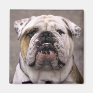 Aimant Aimer Anglais Bulldog Chien Chien Chien Chien Chie