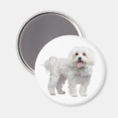 Aimant Aimer Blanc Maltais Chien Chien Chien Chien Chien (Recto/Verso)