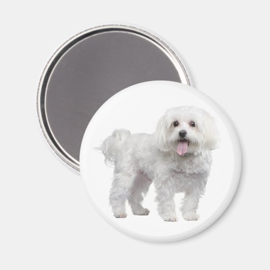Aimant Aimer Blanc Maltais Chien Chien Chien Chien Chien  (Recto/Verso)