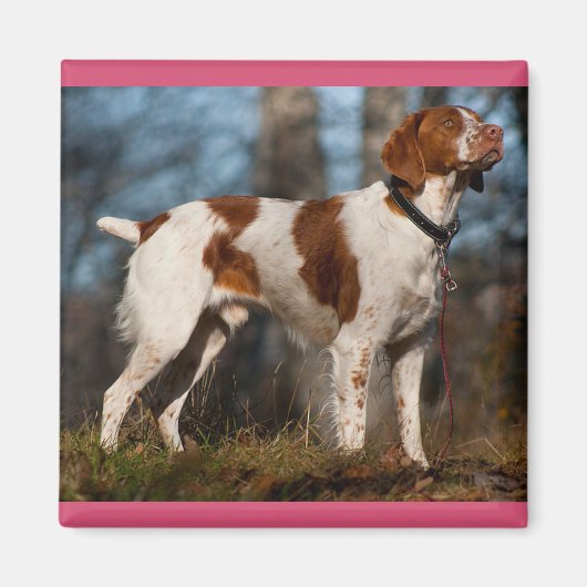 Aimant Aimer chiot Brittany Spaniel (Devant)
