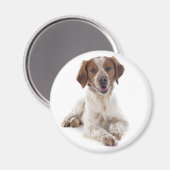 Aimant Aimer chiot Brittany Spaniel (Recto/Verso)