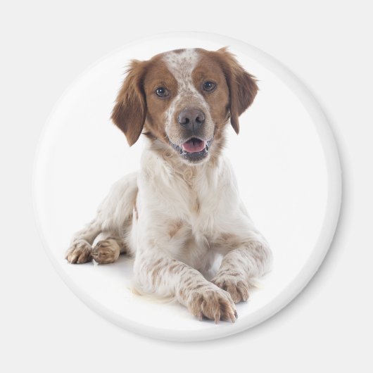 Aimant Aimer chiot Brittany Spaniel (Devant)