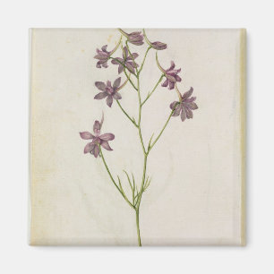 Aimant Ajacis de delphinium, c.1568