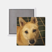 Aimant Ajouter une photo de votre chien à ceci (Recto/Verso)