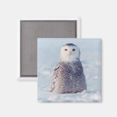 Aimant Alaska Arctic Snowy Owl Winter Scene (Recto/Verso)
