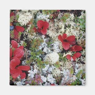 Aimant Alaska, Parc national du Denali, Toundra arctique