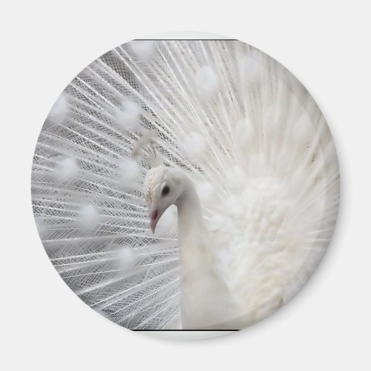 Aimant Albino Peacock (Devant)