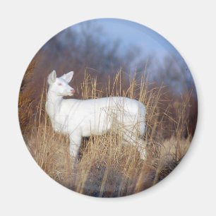 Aimant albinos