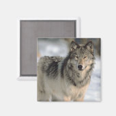 Aimant Alert Wolf (Recto/Verso)