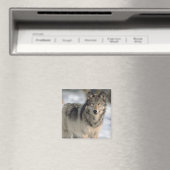 Aimant Alert Wolf (In Situ (Lave-vaisselle))