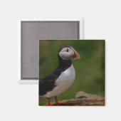 Aimant Alerte Puffin (Recto/Verso)