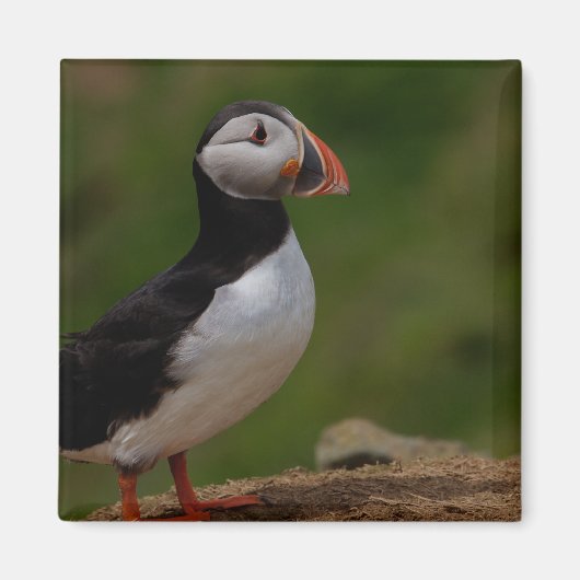 Aimant Alerte Puffin (Devant)
