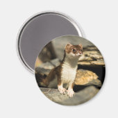Aimant Alerte Weasel (Recto/Verso)