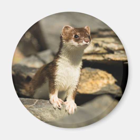 Aimant Alerte Weasel (Devant)