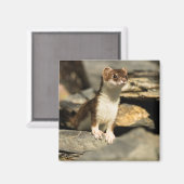 Aimant Alerte Weasel (Recto/Verso)