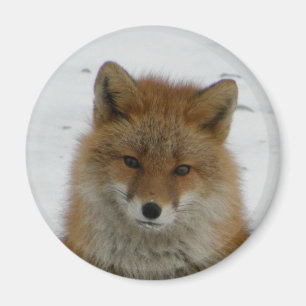 Aimant Aleutian Fox