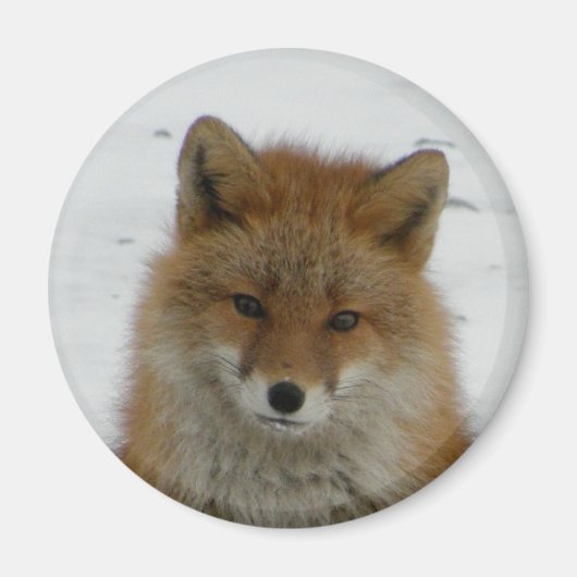Aimant Aleutian Fox (Devant)