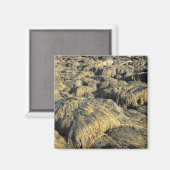Aimant algues (Recto/Verso)