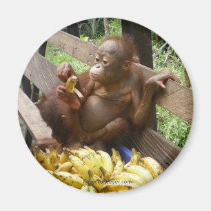 Aimant Alimentation pour bébés animaux