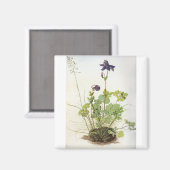 Aimant Alkelei-Blume - Albrecht Durer - c1500 (Recto/Verso)