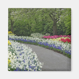 Aimant Allée de trottoir à travers les tulipes et les jon