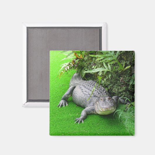Aimant Alligator (Recto/Verso)