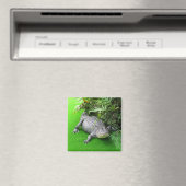 Aimant Alligator (In Situ (Lave-vaisselle))