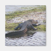 Aimant Alligator (Devant)