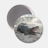 Aimant Alligator, Fort Lauderdale, Floride (Recto/Verso)