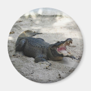 Aimant Alligator, Fort Lauderdale, Floride
