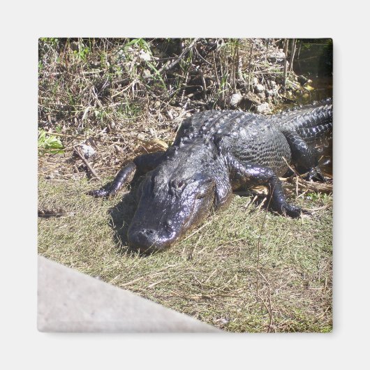 Aimant Alligator Se Pose Aux Everglades (Devant)