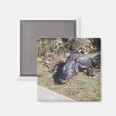 Aimant Alligator se prélassant dans les Everglades (Recto/Verso)