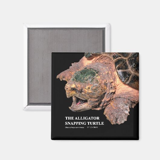 Aimant Alligator snapping turtle (Recto/Verso)
