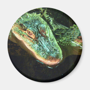 Aimant Alligators verts