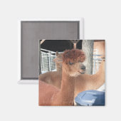 Aimant Alpaca (Recto/Verso)